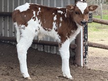 Tuscany Bull Calf